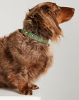 Waterproof Dog Collar - Sage Green