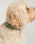 Waterproof Dog Collar - Sage Green
