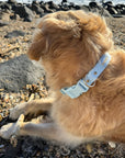 Waterproof Dog Collar - Sky Blue