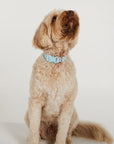Waterproof Dog Collar - Sky Blue
