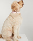 Waterproof Dog Collar - Baby Pink