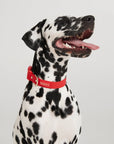 Waterproof Dog Collar - Cherry Red