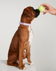 Waterproof Dog Collar - Lilac