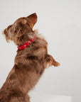 Waterproof Dog Collar - Cherry Red