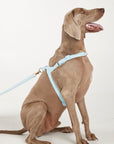 Waterproof harness - Sky Blue