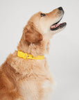 Waterproof Dog Collar - Lemon Yellow
