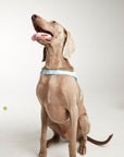Waterproof harness - Sky Blue