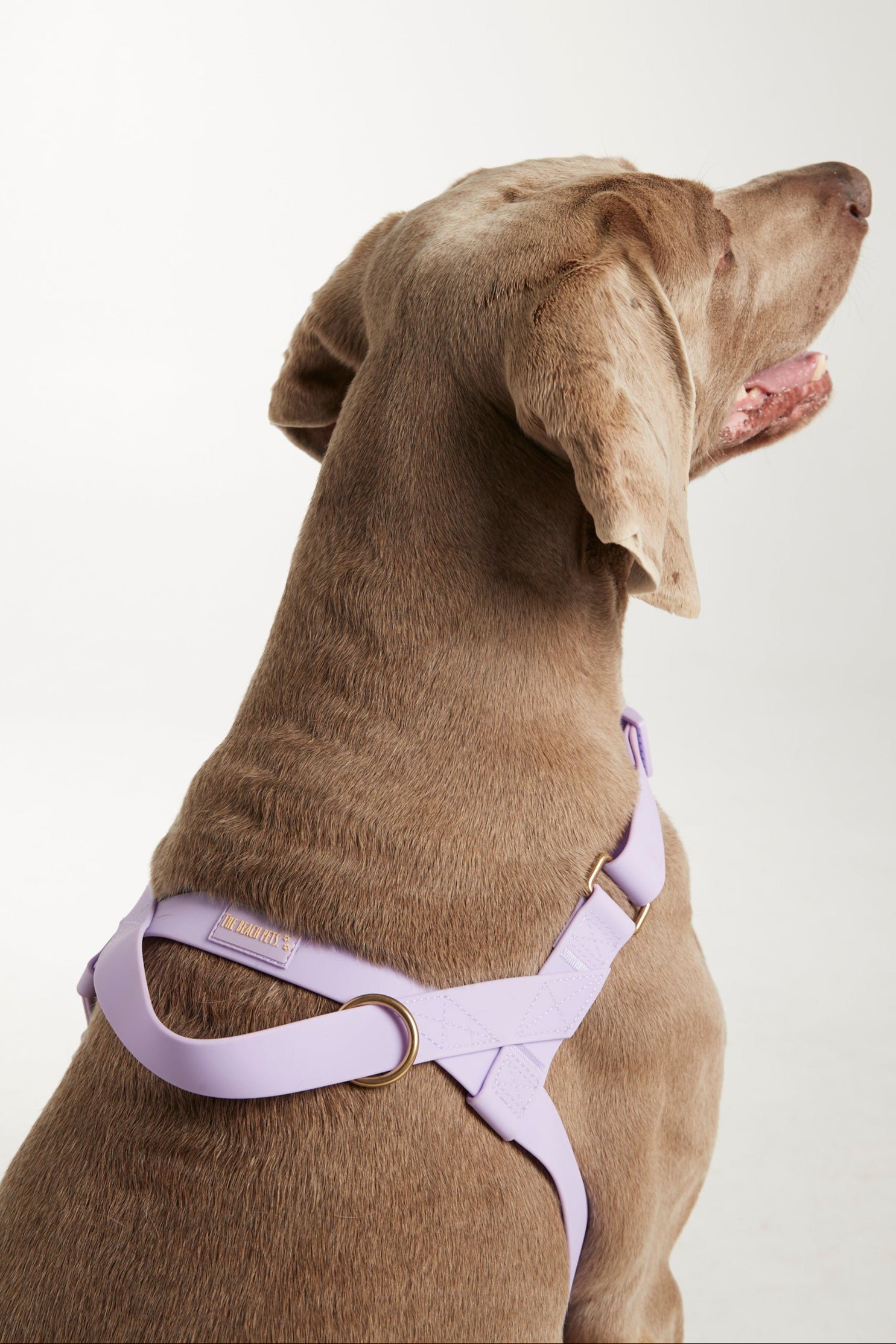 Waterproof harness - Lilac