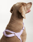 Waterproof harness - Lilac