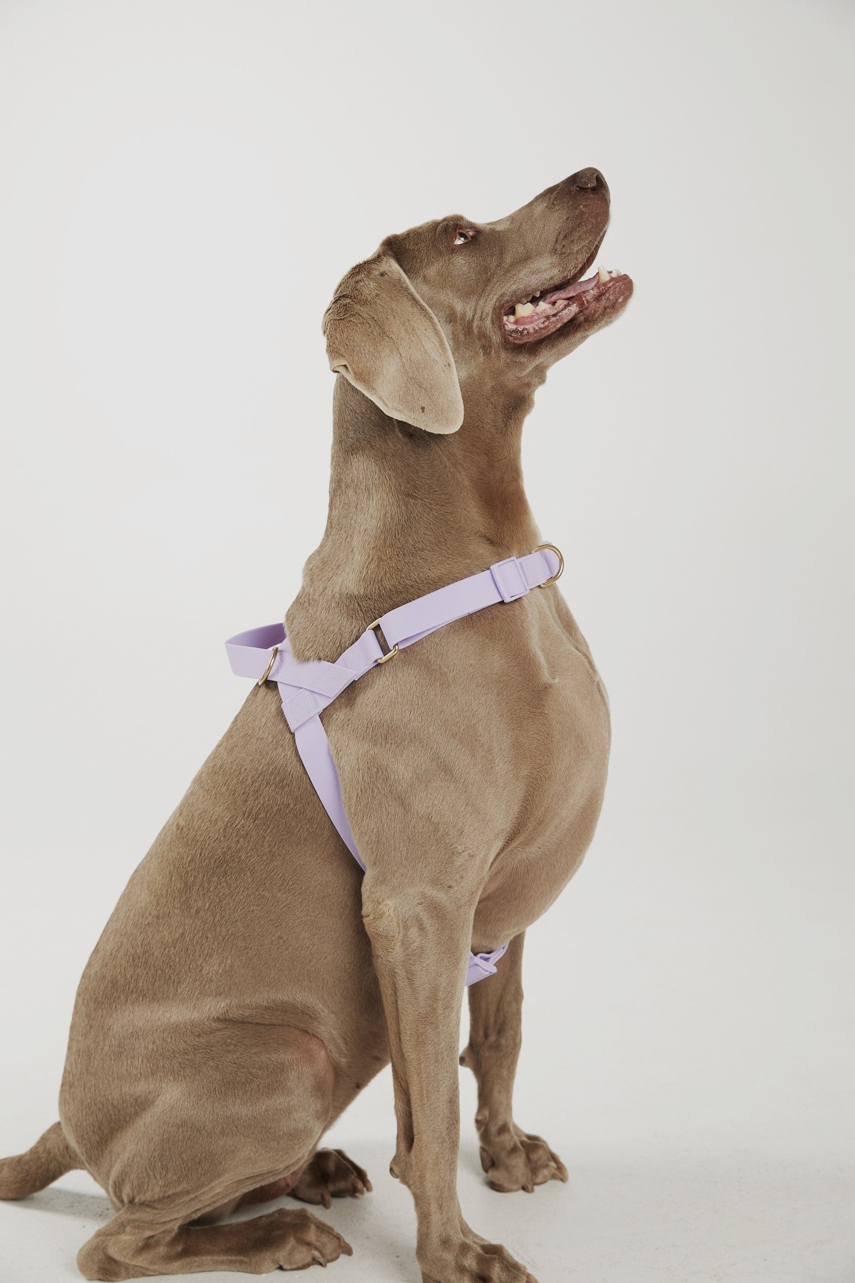 Waterproof harness - Lilac
