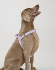 Waterproof harness - Lilac