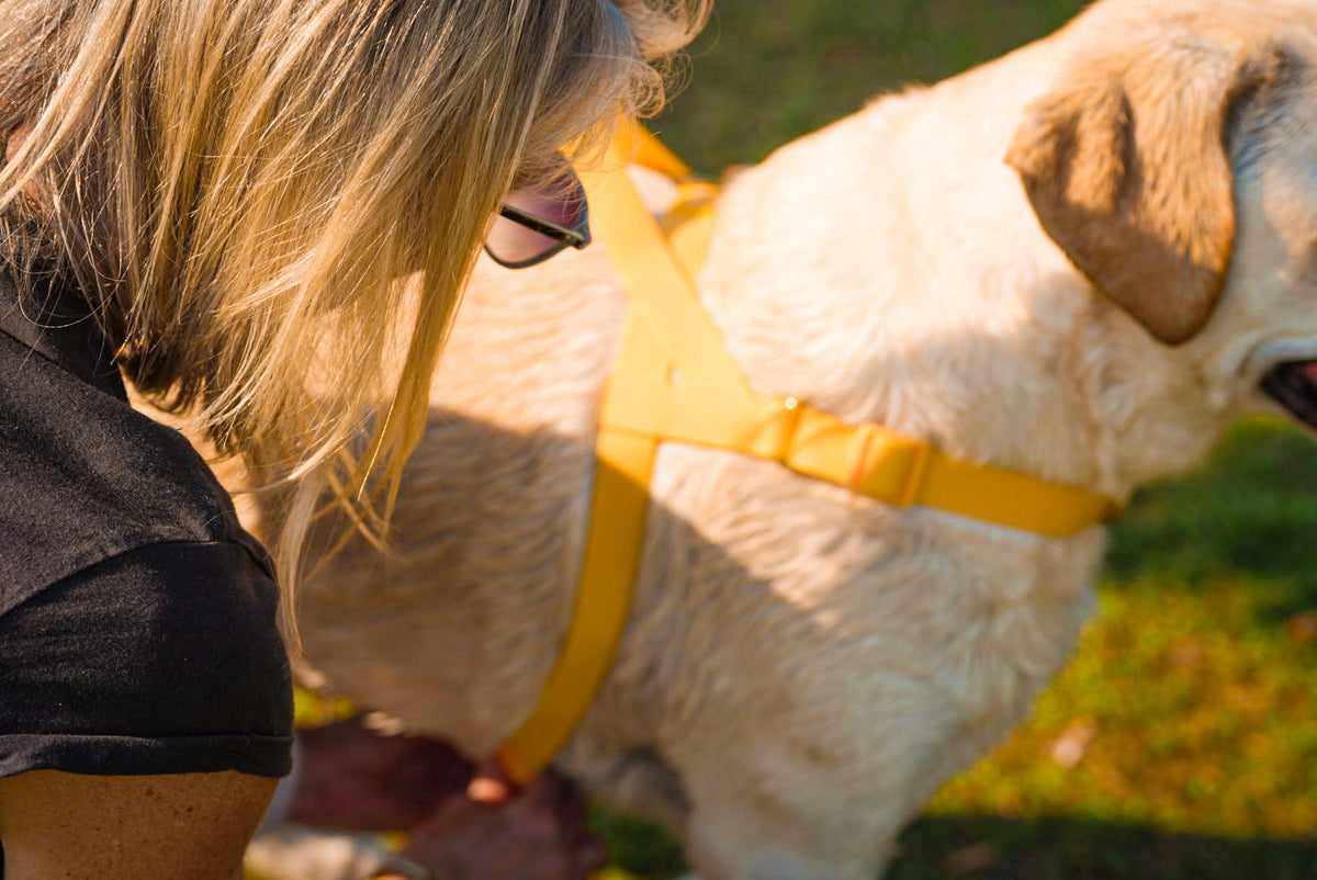How to Choose the Right Dog Harness: A Guide to Comfort, Fit and Everyday Adventures