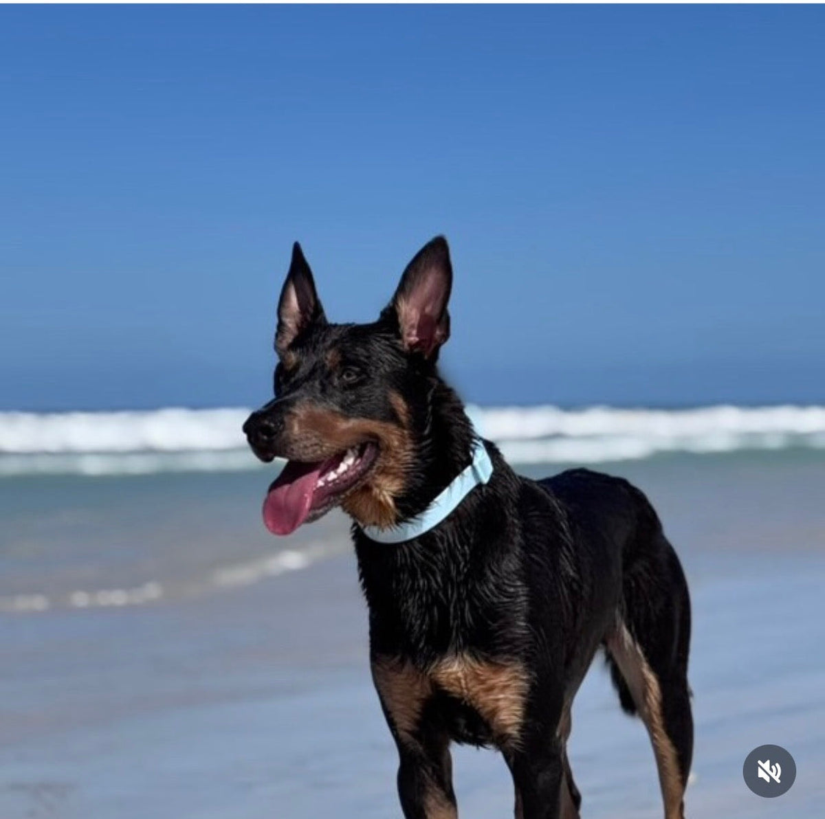 No More Soggy, Stinky Dog Gear: Why Waterproof Is the Way to Go.