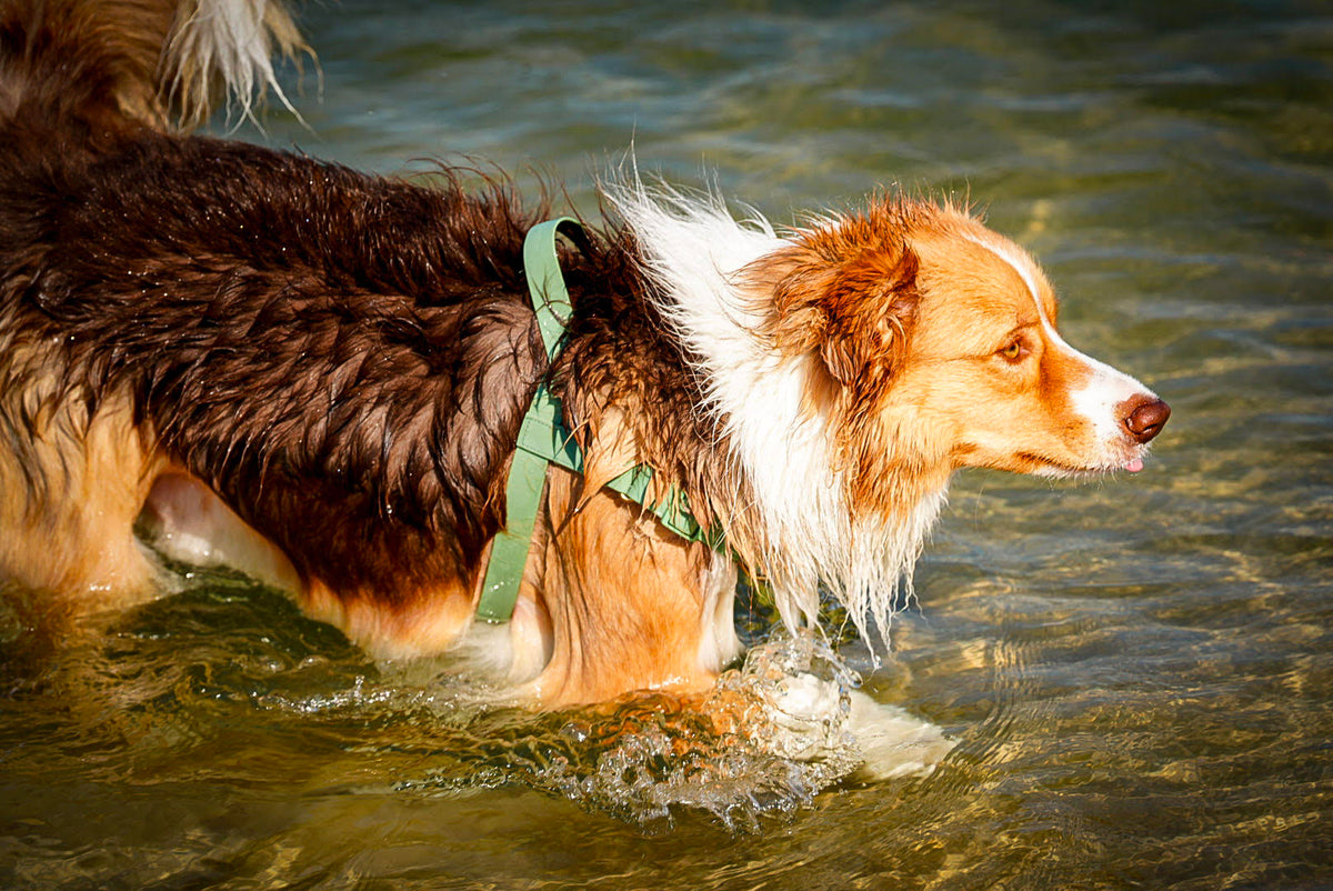 How to Clean and Care for Waterproof Dog Gear: Keep Your Collar, Lead and Harness Looking Their Best