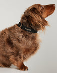 Black Everyday Dog Collar