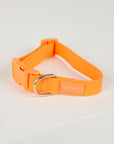 Orange dog collar with a gold ring on a light gray background