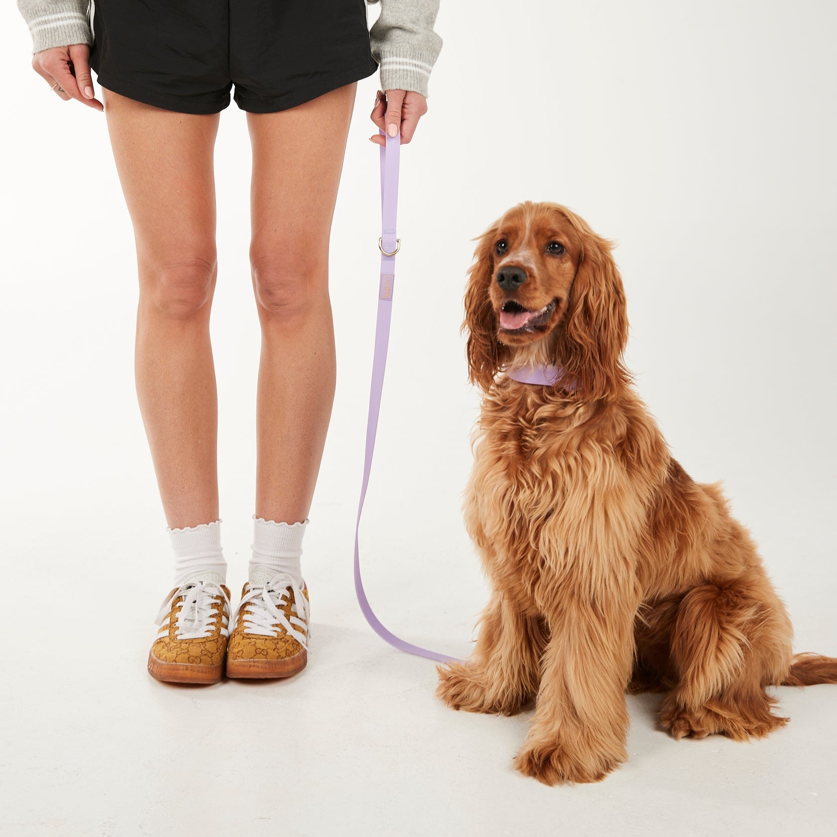 dog on a purple lead 