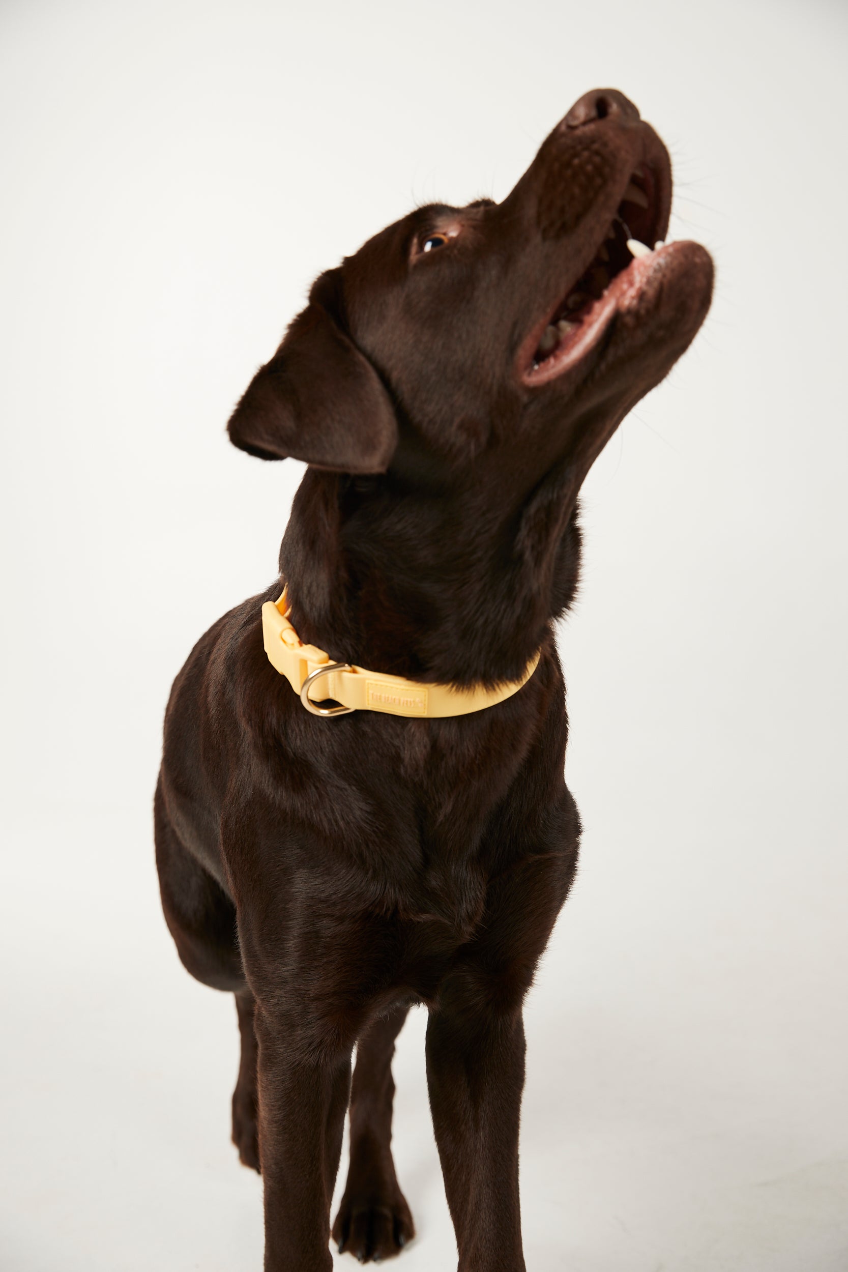 Brown dog wearing a yellow collar on a white background