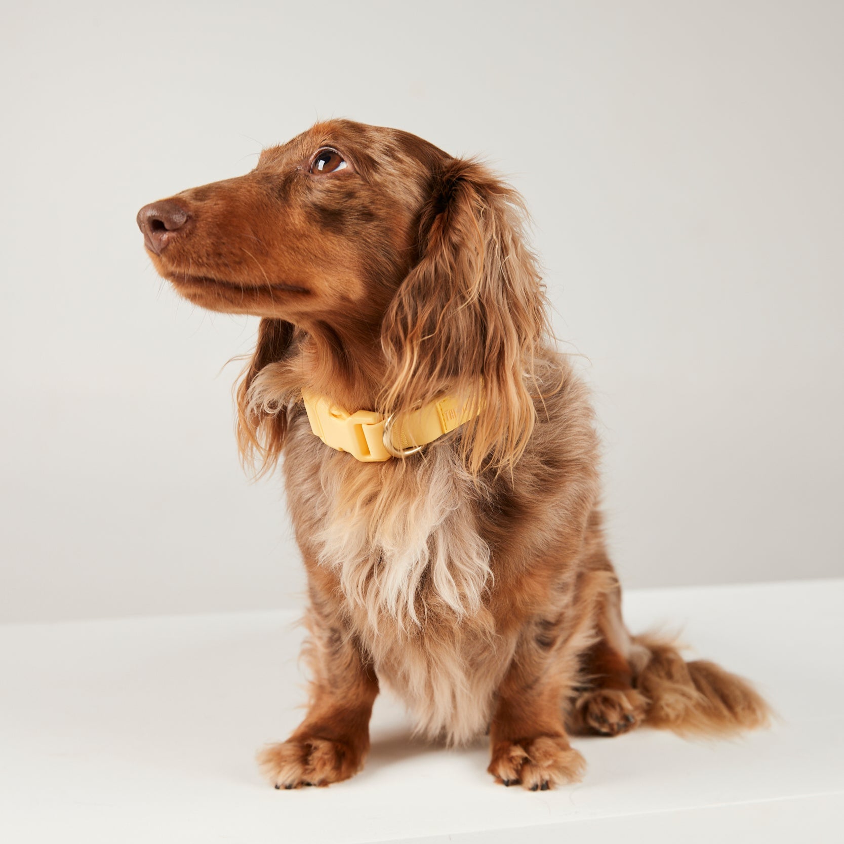 Brown dachshund wearing a yellow bow tie on a white background