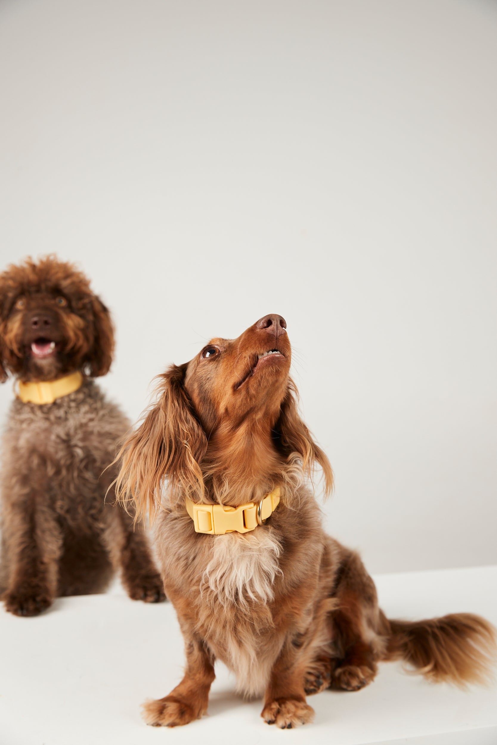 Two dogs wearing yellow collars on a white background