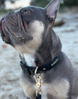 Black Everyday Dog Collar