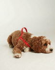 Waterproof No-Pull Dog Harness - Red