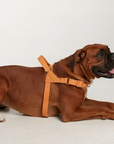 Waterproof No-Pull Dog Harness - Orange