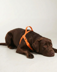 Waterproof No-Pull Dog Harness - Orange