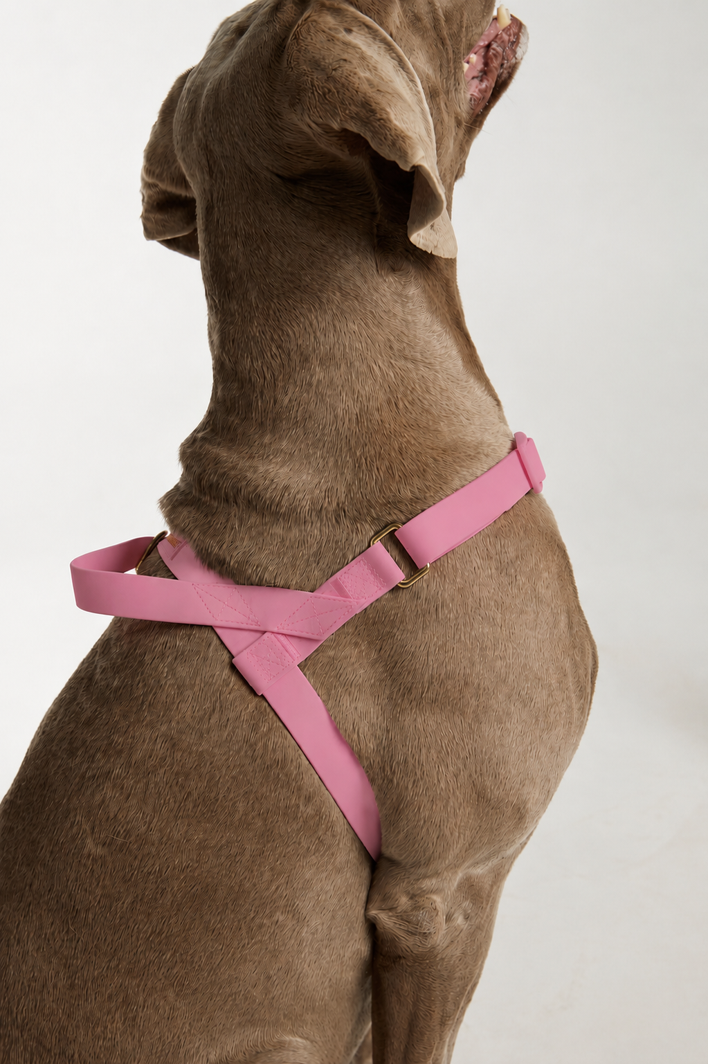 Waterproof No-Pull Dog Harness - Candy Pink *Available Mid October*