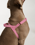 Waterproof No-Pull Dog Harness - Candy Pink *Available Mid October*