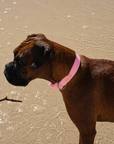 Waterproof Dog Collar - Candy Pink *Available Mid October*