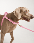 Waterproof No-Pull Dog Harness - Candy Pink *Available Mid October*