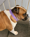 Lilac Everyday Dog Collar