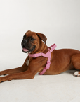 Waterproof No-Pull Dog Harness - Candy Pink *Available Mid October*