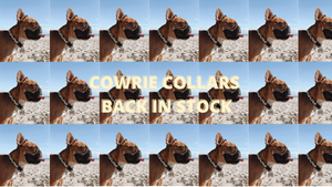 The “Louie” Bow Tie Pet Collar - Collars - Seashore Fur Babies | Beach Side  Pet Boutique | Redondo Beach