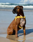 Waterproof No-Pull Dog Harness - Butter Yellow