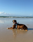 Waterproof No-Pull Dog Harness - Sky Blue