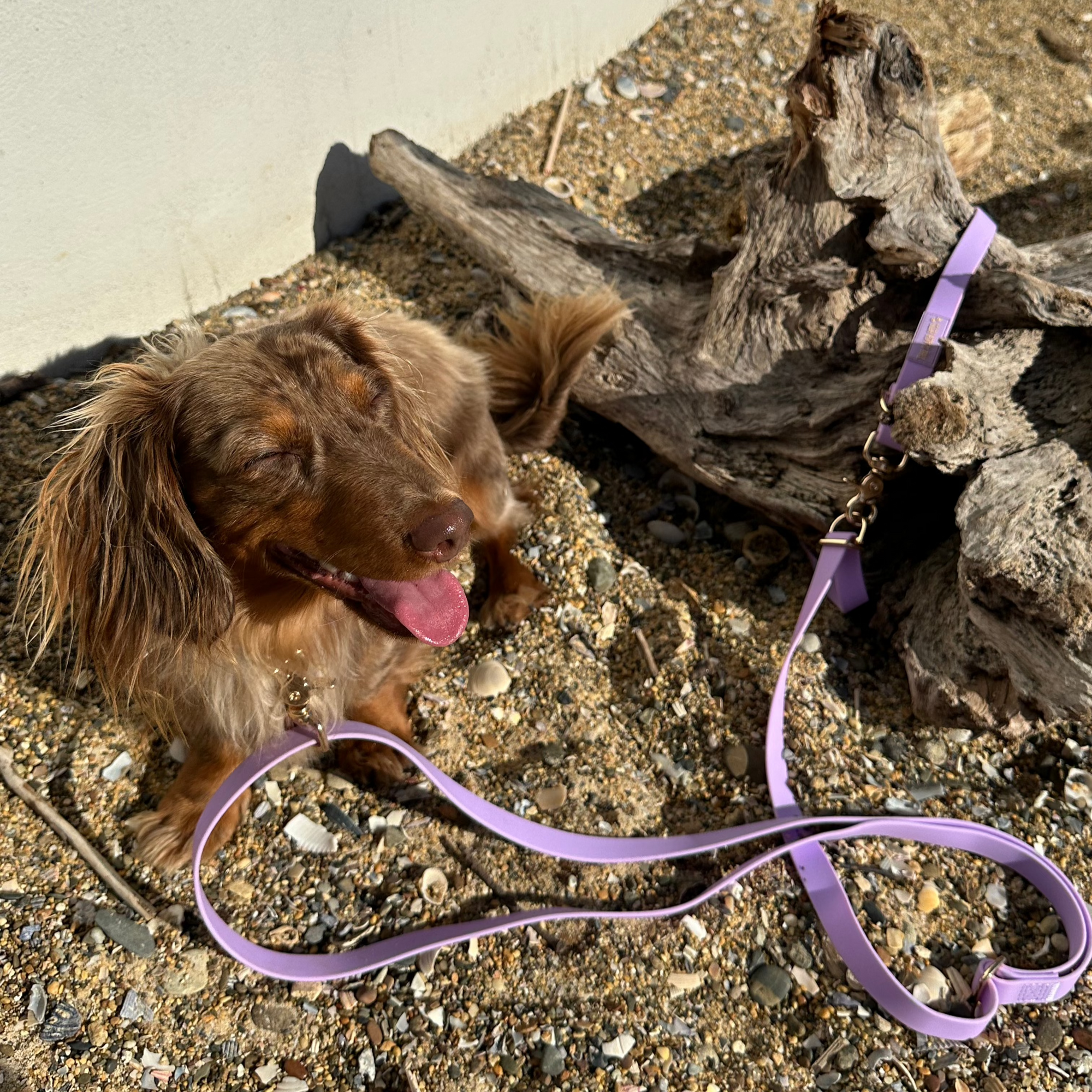 Hands Free Dog Lead - Lilac