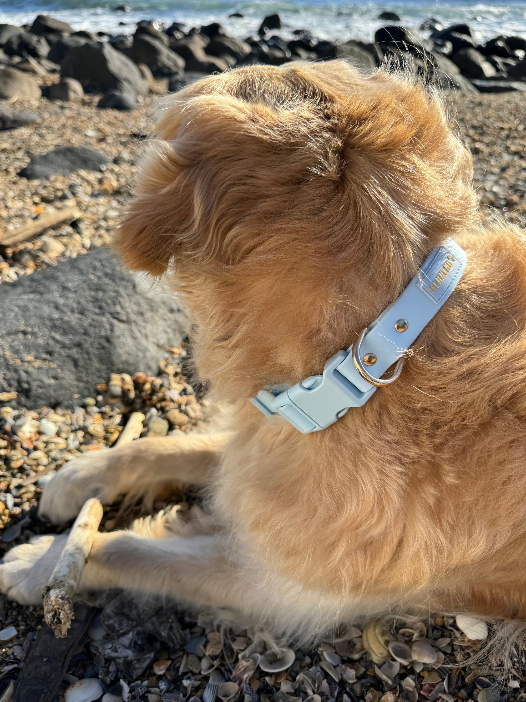 Sky Blue Everyday Dog Collar