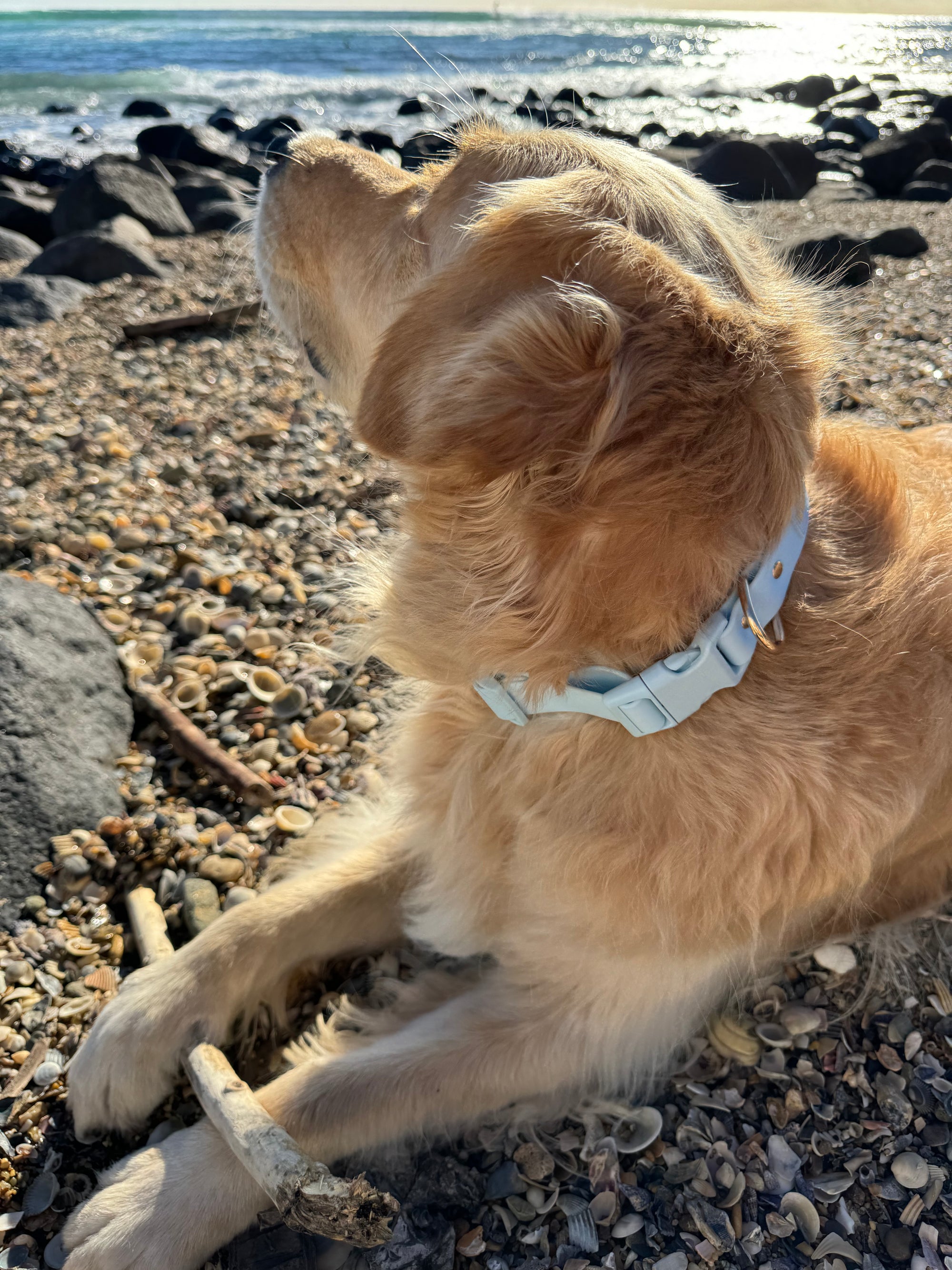 Sky Blue Everyday Dog Collar