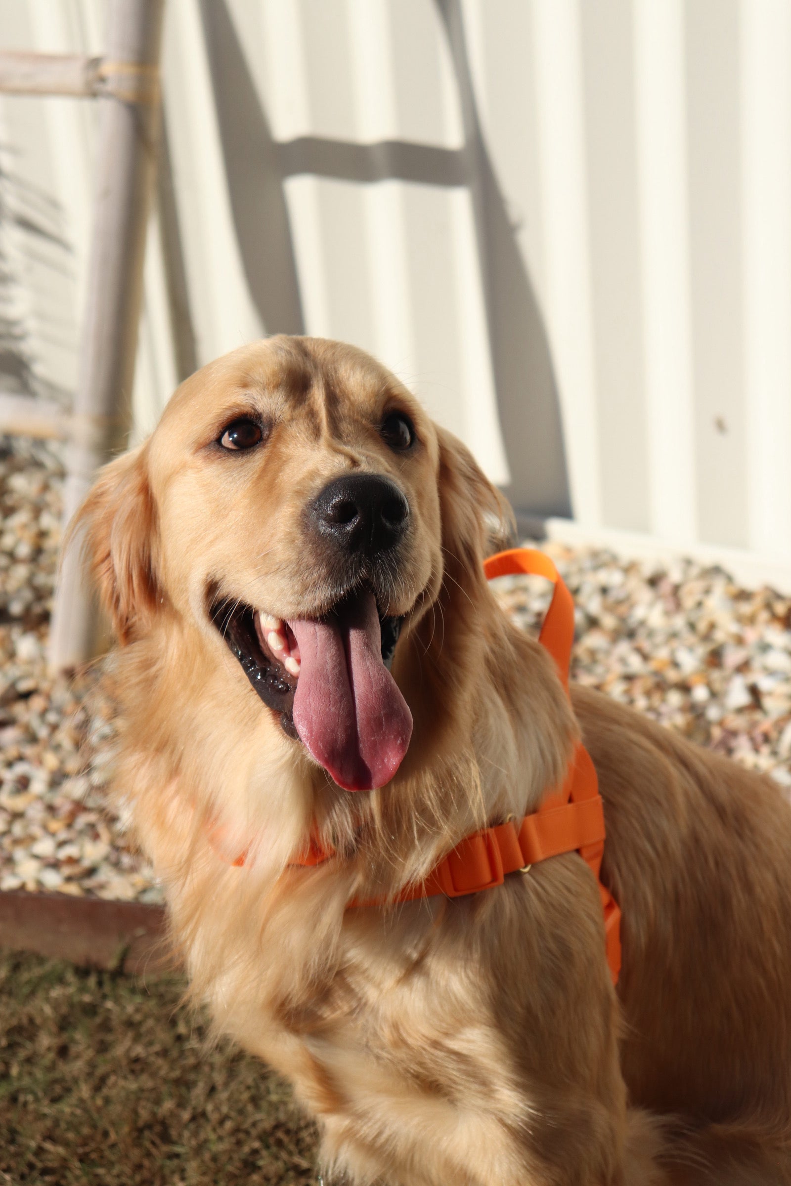 orange waterproof dog harness