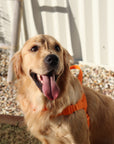 orange waterproof dog harness
