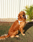 Waterproof No-Pull Dog Harness - Sky Blue
