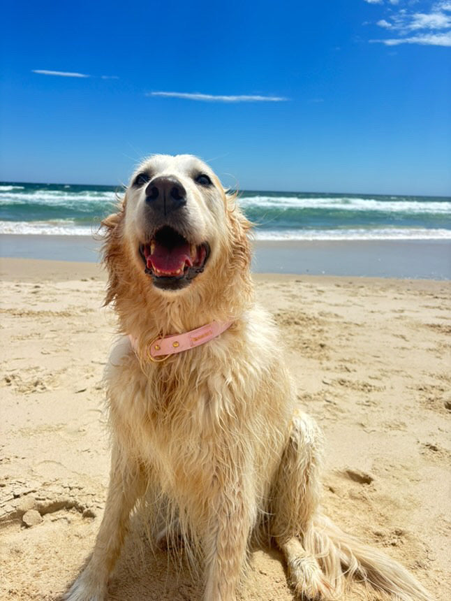 Waterproof Dog Collar - Baby Pink