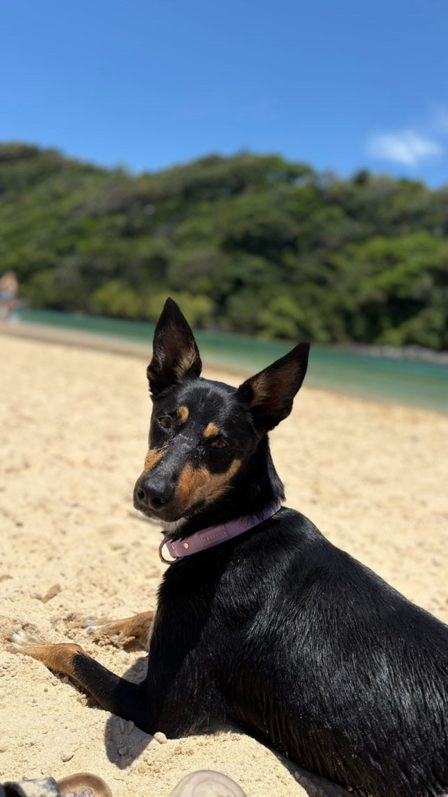 Waterproof Dog Collar - Lilac