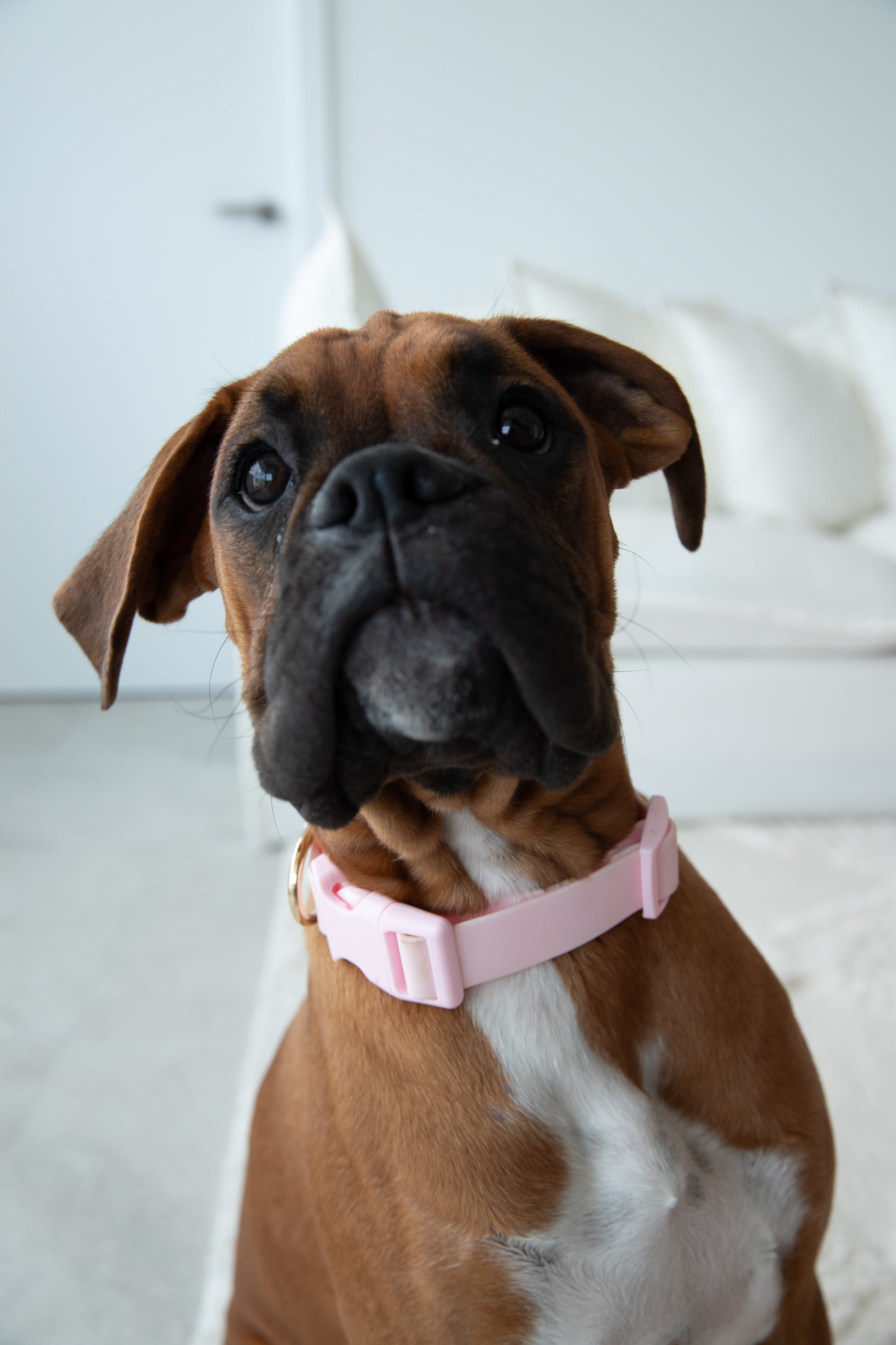Waterproof Dog Collar - Baby Pink