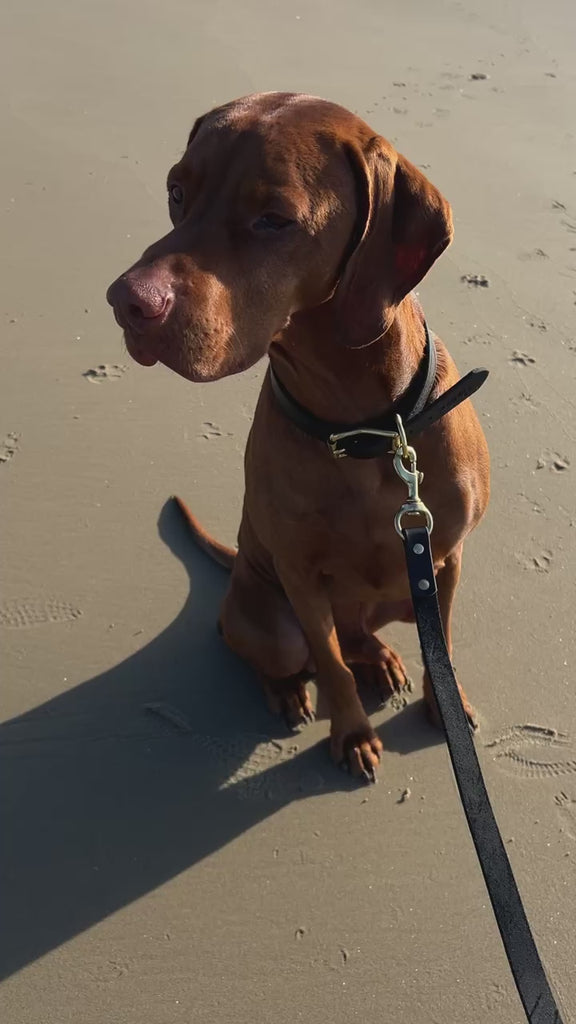 Handsome Gordon wearing his Black Leather collar and lead set 