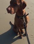 Handsome Gordon wearing his Black Leather collar and lead set 