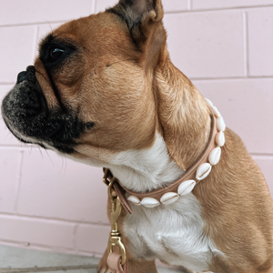 Golden Hour Cowrie Collar