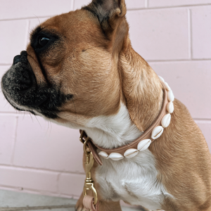 Puka shell dog best sale collar